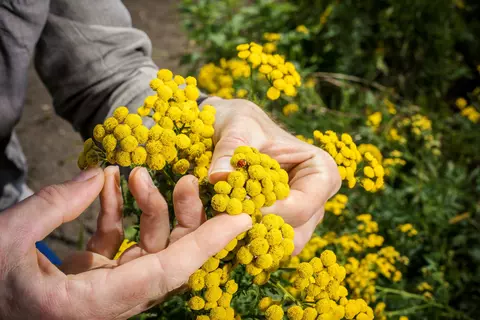 Blüten Terra Medica