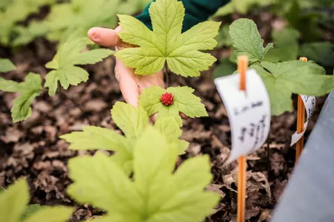 Pflanzen in Garten Terra Medica